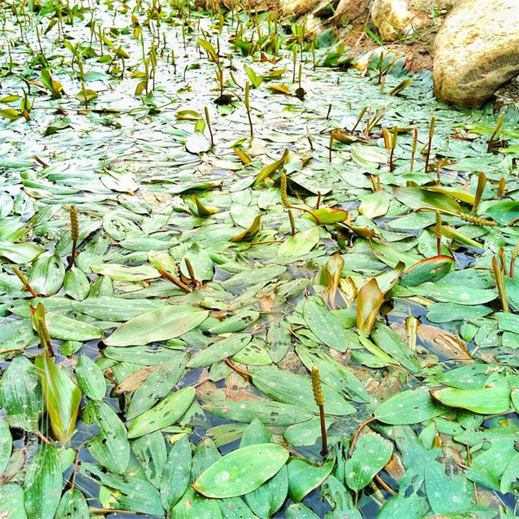 批发水生草本植物眼子菜湿地水体绿化水案板水上漂