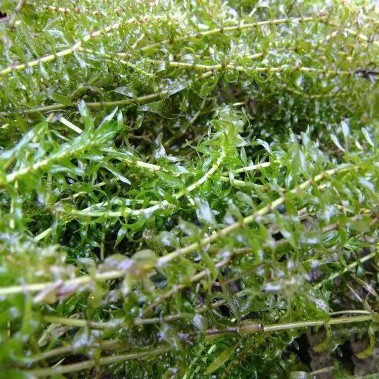 沉水植物苦草水下森林