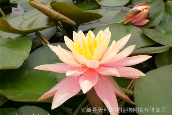 耐寒睡莲基地,适合河道睡莲种植,花期长品种多样
