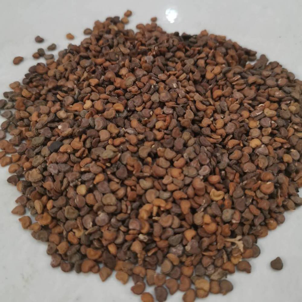 来源为茄科植物白曼陀罗或毛曼陀罗的果实或种子.