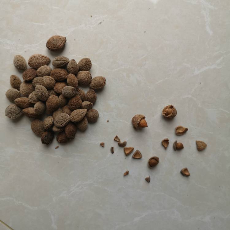 青梅种子酸梅种子当年野生青梅种子发芽率高批红梅种子到上虞青梅种植