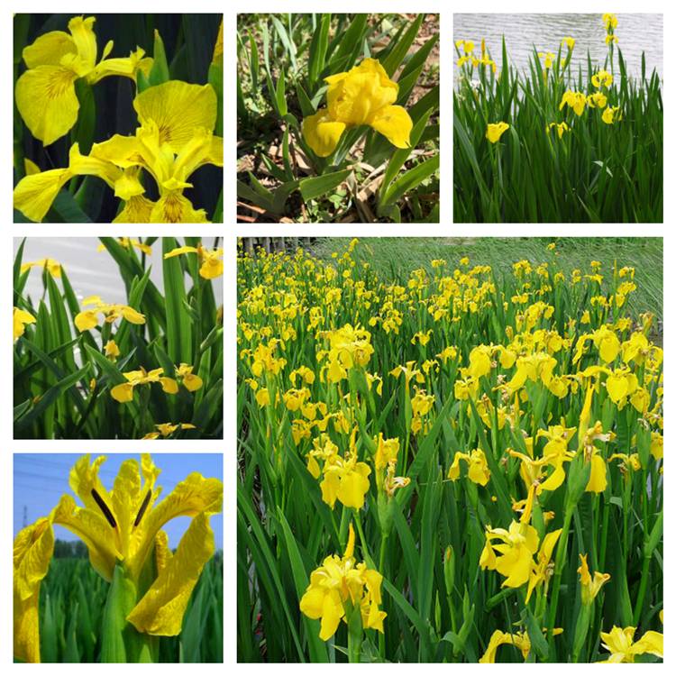 基地出售黄花鸢尾宿根挺水植物池塘水生花卉黄菖蒲黄花鸢尾小苗
