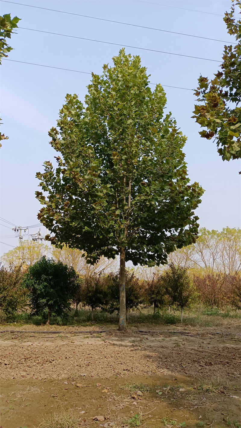 【梧桐树21cm遮阴纳凉法桐 景观工程断根苗根系发达绿篱】价格_厂家