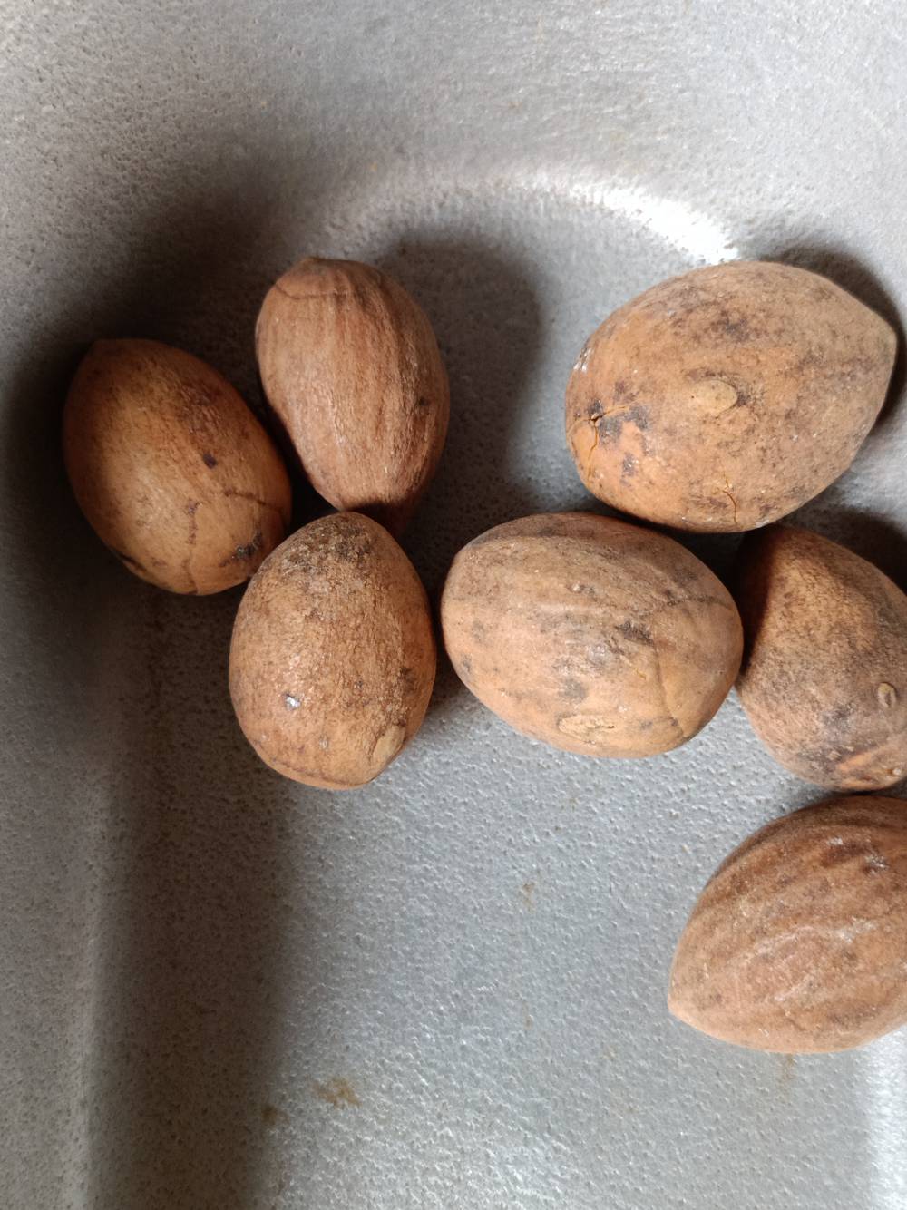 中药材批发榧实榧实榧子有卖图片