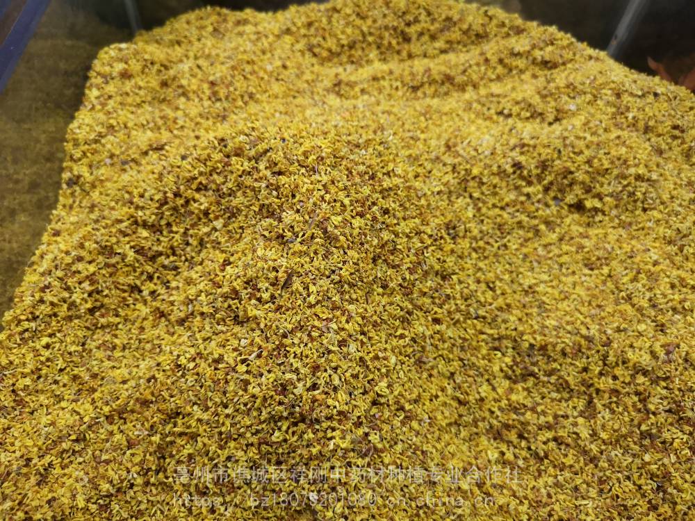 野生桂花多少一斤桂花茶的功效价格 中国供应商