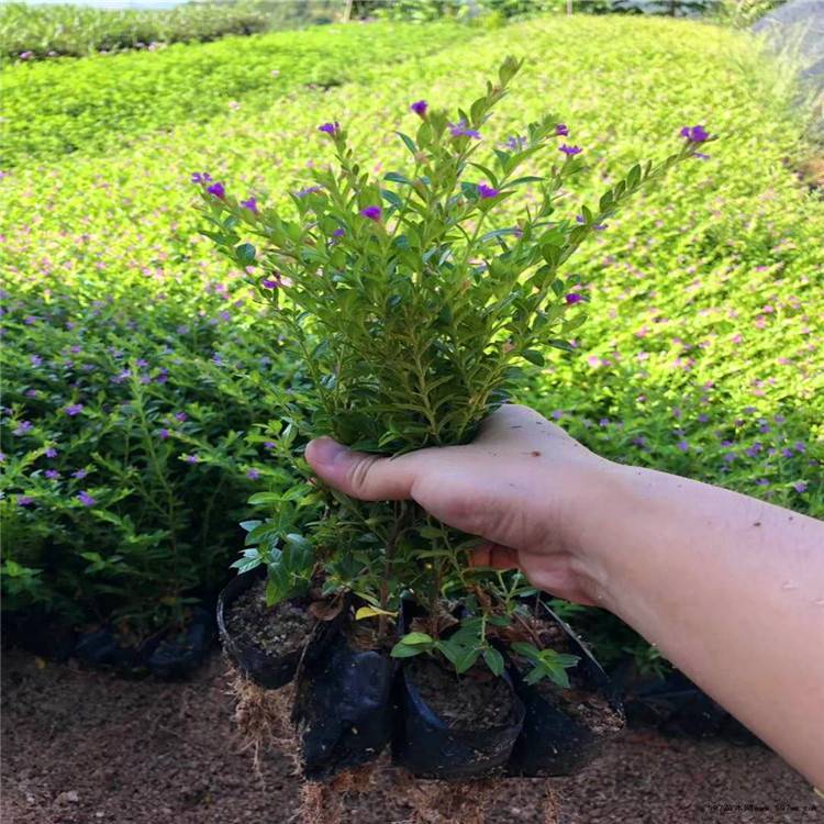 花海花鏡類景觀草花種子滿天星及杯苗