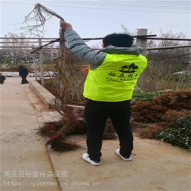 固原苗子爬墙虎直径 爬藤盆栽植物 爬山虎苗圃
