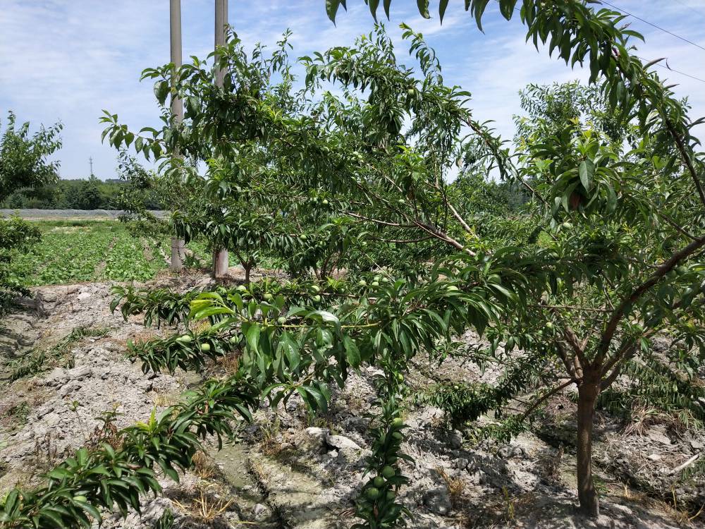 青脆李树苗价格行情四川青脆李苗繁育基地