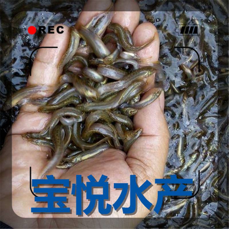 無錫泥鰍苗臺灣泥鰍魚苗養殖技術正宗臺灣泥鰍苗