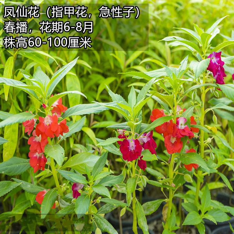 一年生草本花卉种子凤仙花种子急性子种子指甲花 价格 厂家 中国供应商