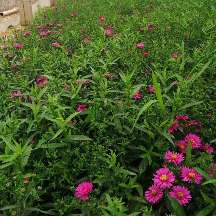 基地批发荷兰菊 花坛花卉 荷兰菊小苗培育