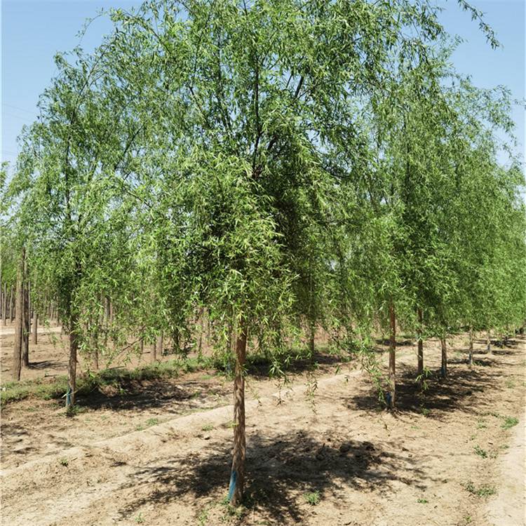 22公分垂柳发帽垂柳宁夏垂柳基地