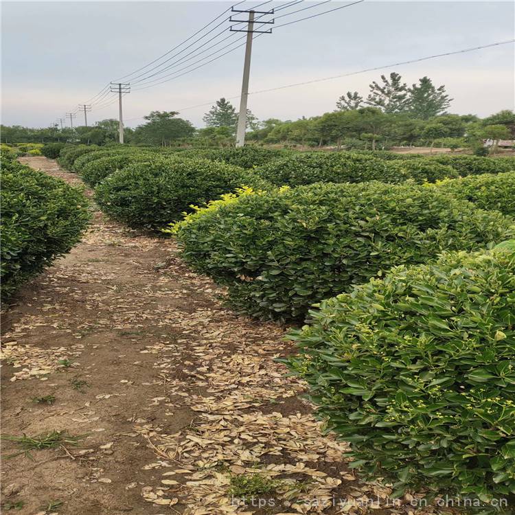 大叶黄杨球种植基地 大叶黄杨球基地 基地供应