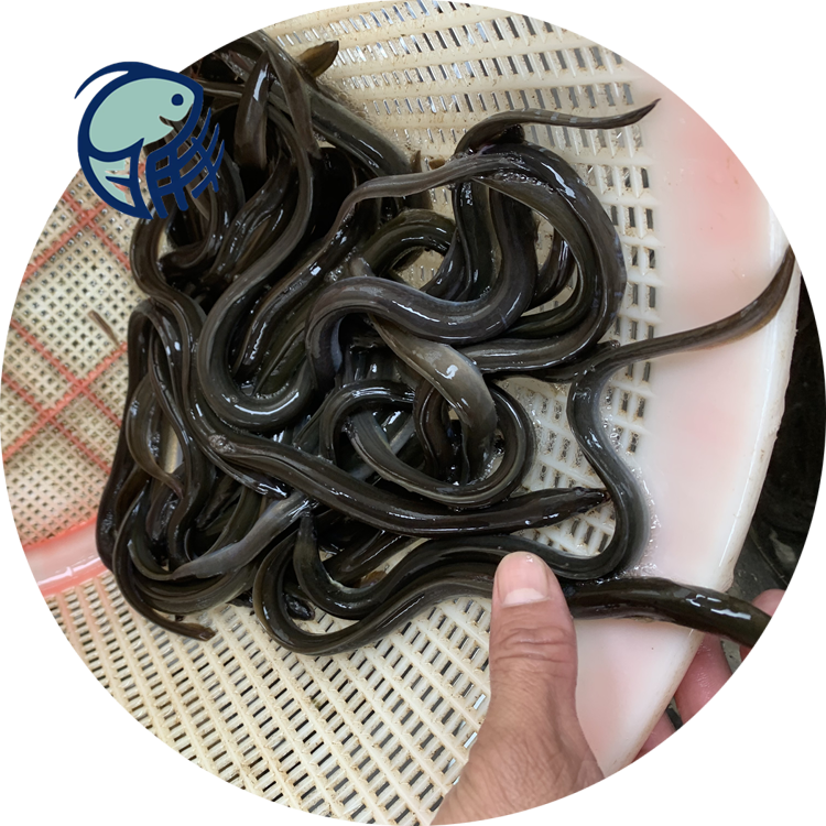 观赏鲈鳗鱼苗莱西菲律宾鳗鱼苗哪里有鱼苗批发市场在哪里图片