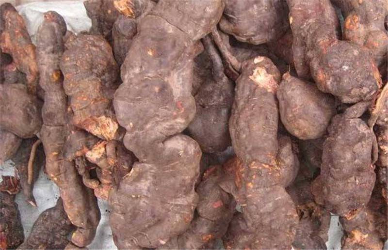 何首乌苗图片何首乌种植面积易销售