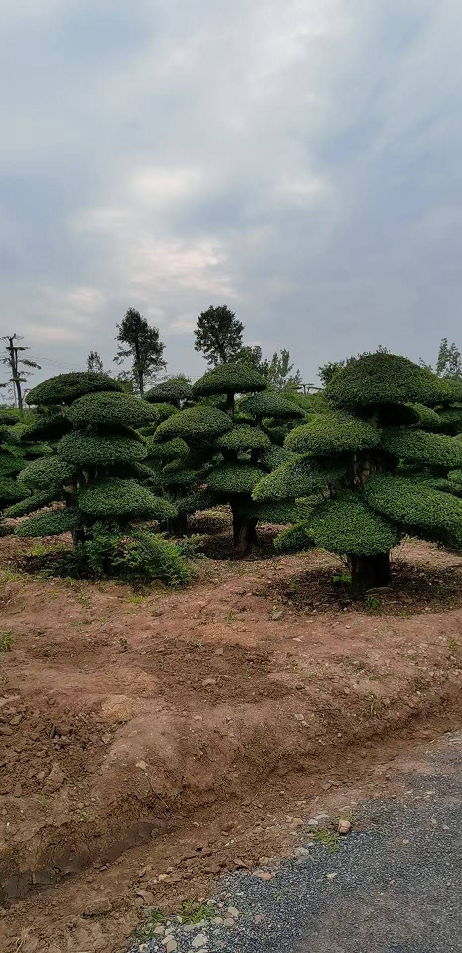 湖北京山对节白蜡-10年造型白腊大树