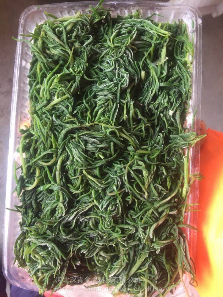 琛青宜鲜速冻黄须菜海英菜碱蓬草酒店宴会凉拌菜菜团子面点餐饮食材