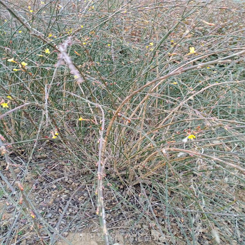 迎春花分株繁殖可在春季芽萌动时进行,春季移植时地上枝干截除一部分