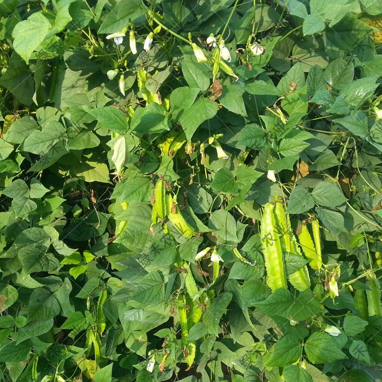四棱豆种子四角豆籽海南豆角新品种 价格 厂家 中国供应商