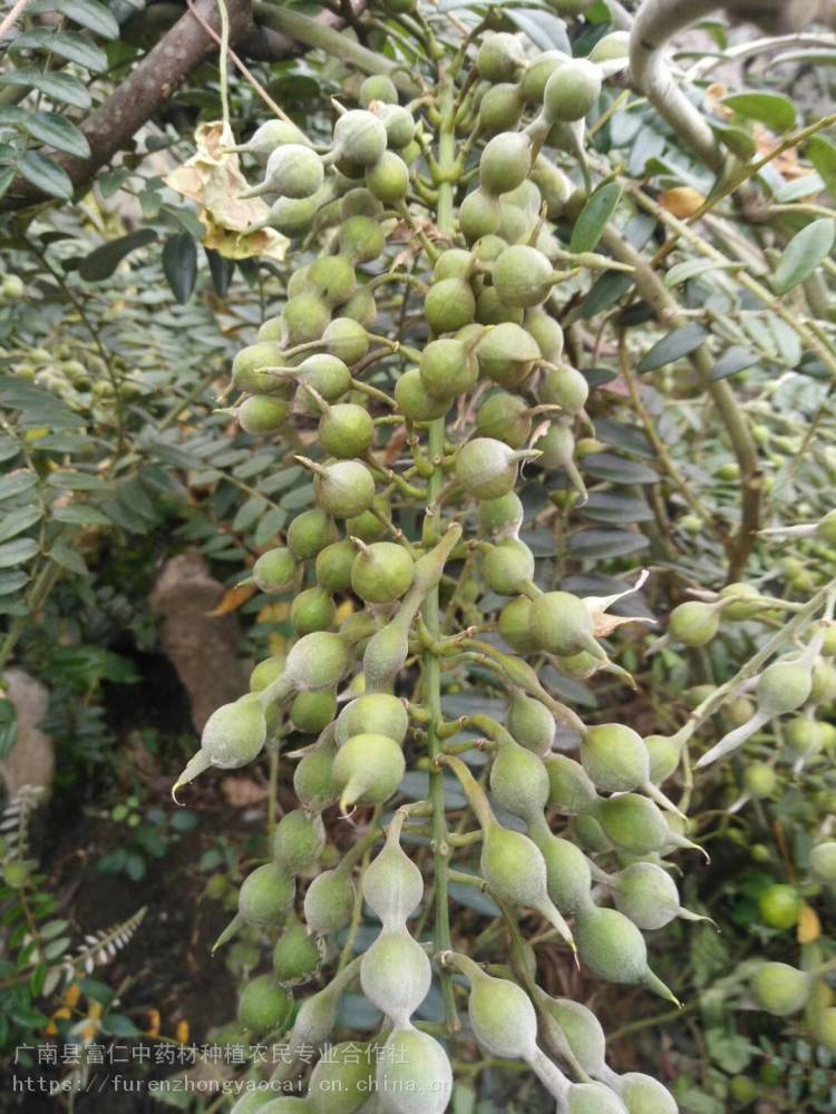 广西百色山豆根药材山豆根苗野生山豆根种植技术