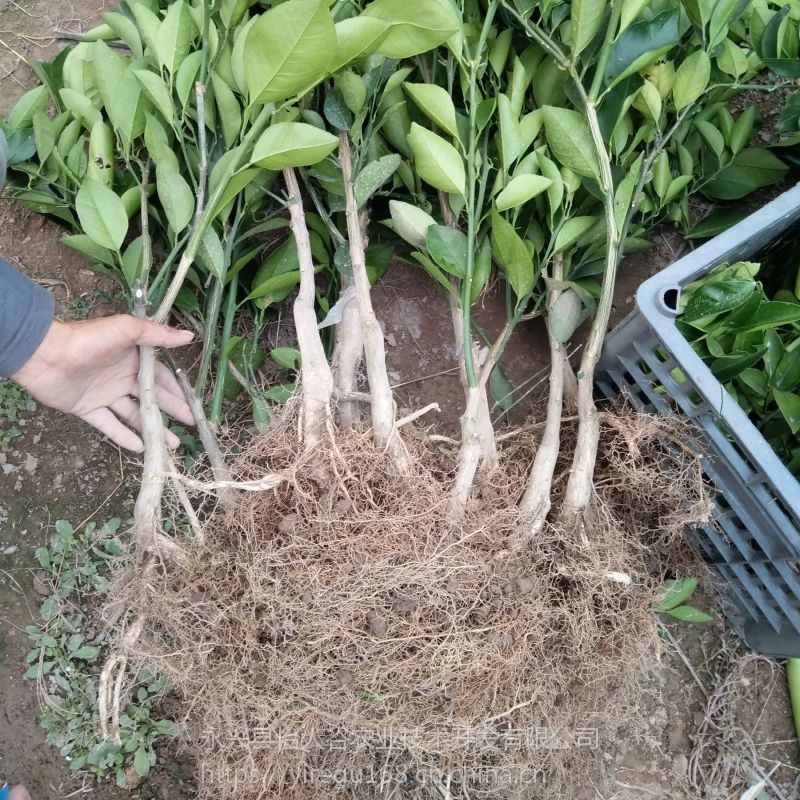 纯正永兴冰糖橙苗褚橙锦蜜同品种产地正宗苗自产自销批发零售