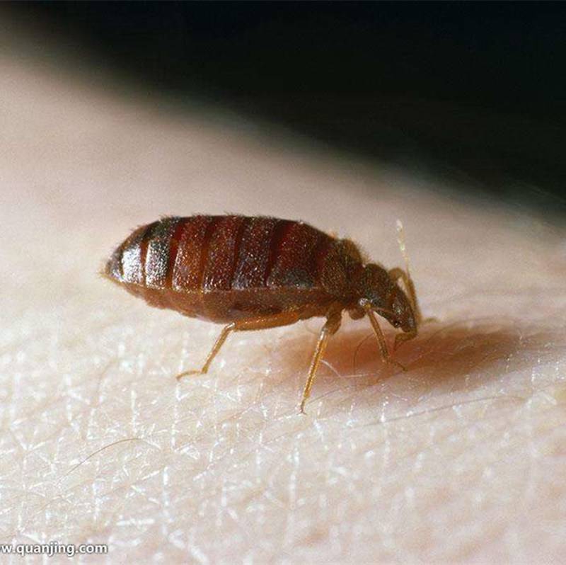 【常州镇江丹阳灭臭虫公司|客房有臭虫怎么灭|灭墙虱|灭壁虱|虫害控制