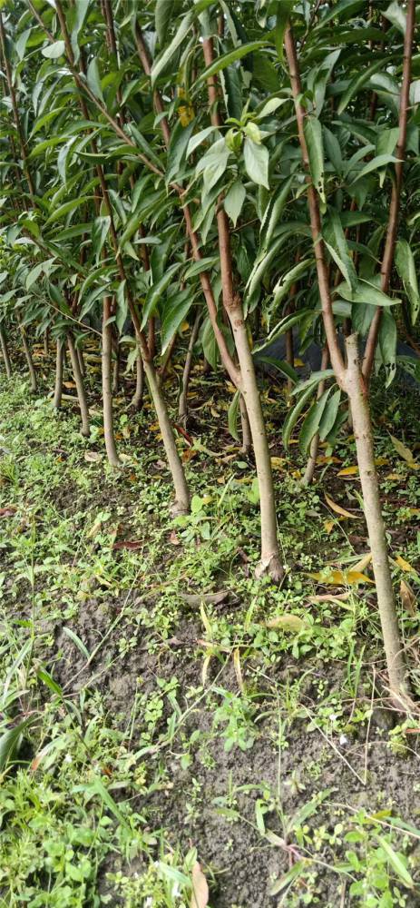 凤凰李子树苗,黄冈凤凰李子树苗,凤凰李子树苗品种介绍