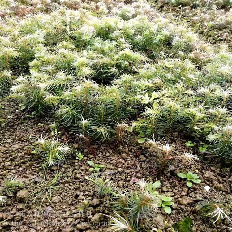 刺杉苗一年苗众森种苗两年生杉木苗点击查看