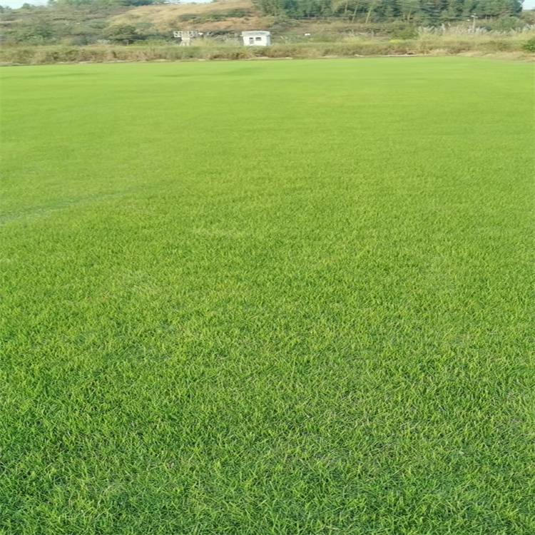 公路绿化草坪 广东马尼拉草 广场绿化草坪 再生性好