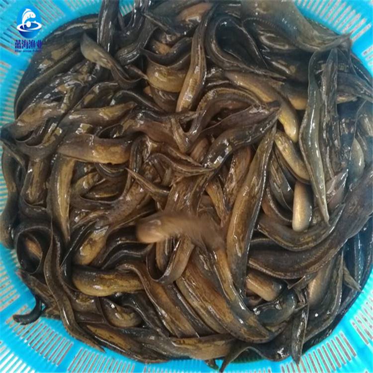 防城港猪麻锯鱼苗猪麻锯鱼苗鱼苗场批发求购刀鳅鱼苗