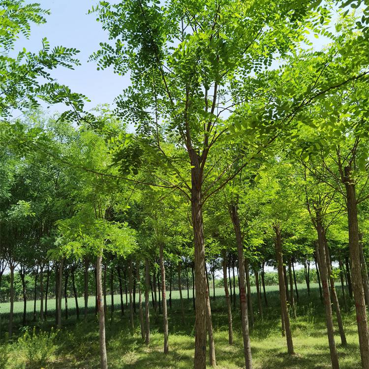 【刺槐树价格_***_云南刺槐厂家_守信誉】价格_厂家 - 中国供应商