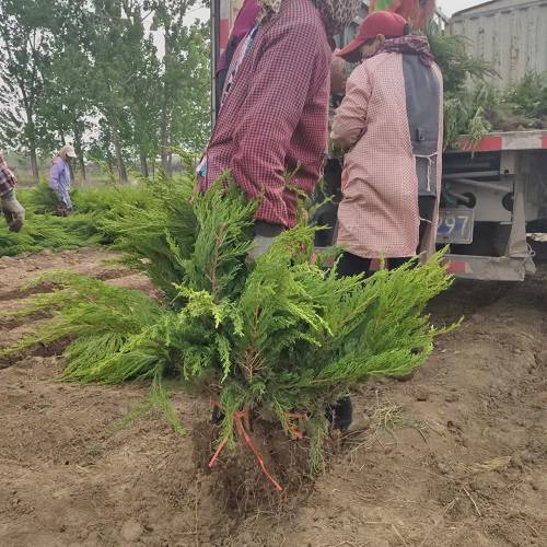 小龙柏苗基地 泰安小龙柏苗价格