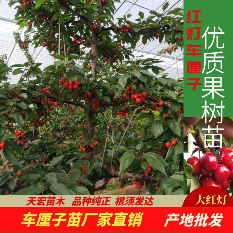 曲靖开发区天宏苗木种植场
