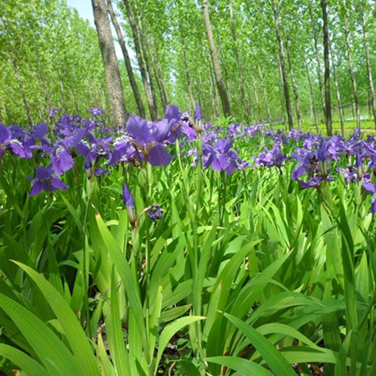 苗圃出售常绿鸢尾花色丰富庭园观赏地被植物花坛花镜用花