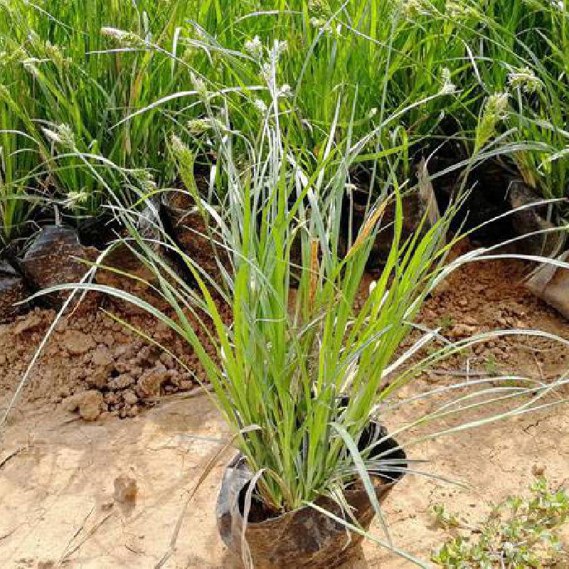 北京青绿苔草种植基地在哪北方青绿苔草价格多少