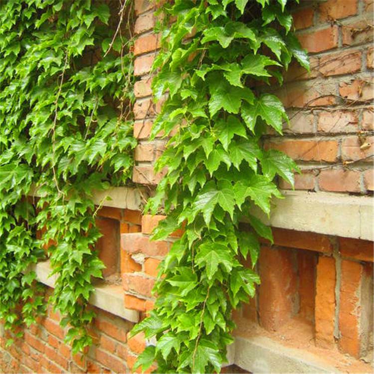 爬山虎苗五叶地锦遮阳降温2年苗藤本植物墙体绿化观叶藤本植物