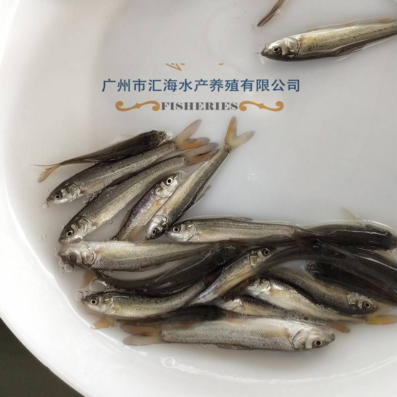 太阳鱼苗养殖 杂交太阳鱼 淡水太阳鱼鱼苗塘口低价批发