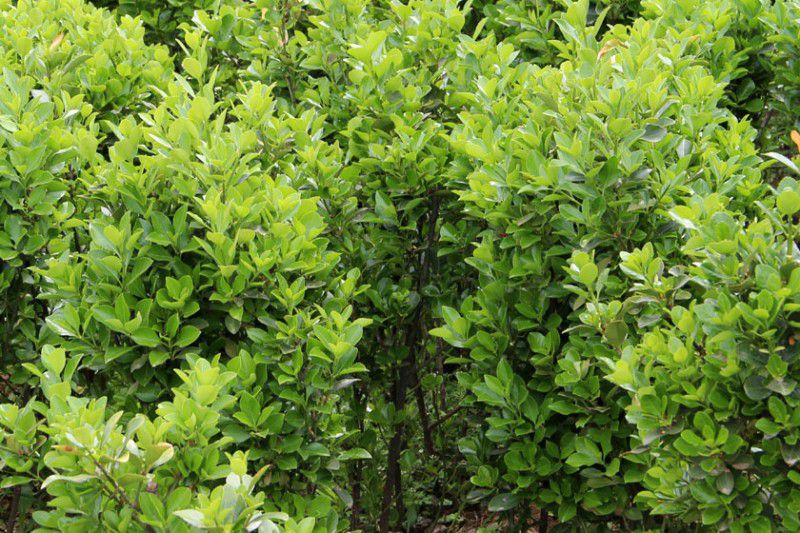 四川供应冬青卫矛道路绿化带用的工程小苗木基地批发