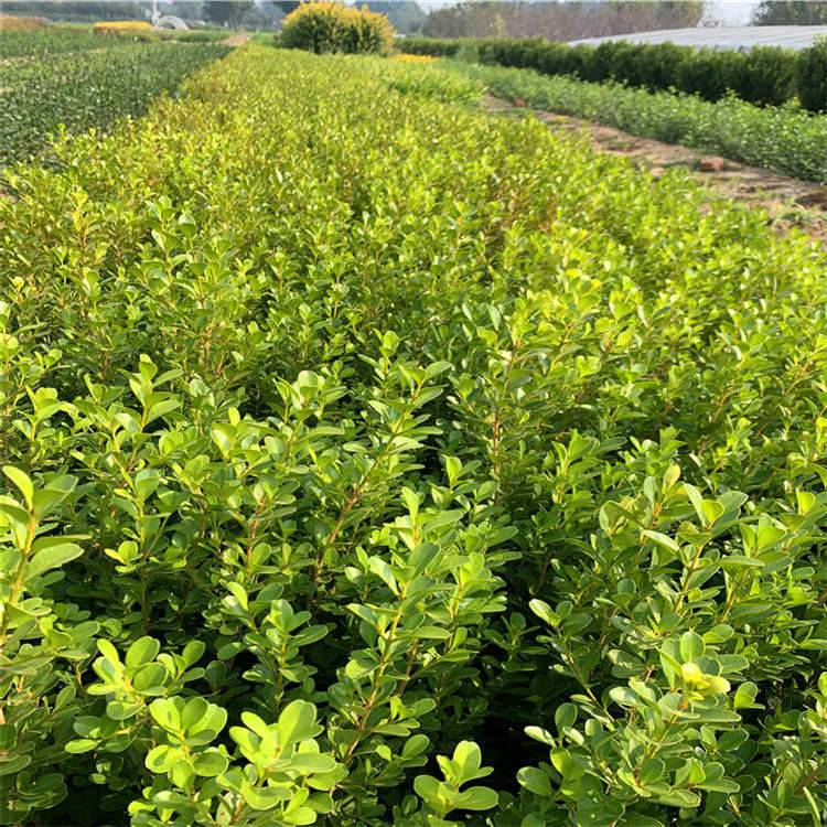 常绿灌木瓜子黄杨高40公分瓜子黄杨篱苗