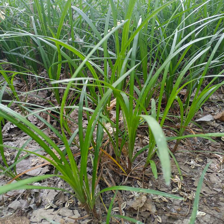 绿化麦冬草坪草价格-图片-种植技术