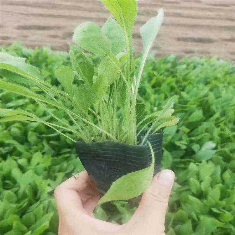 国庆节日花卉黑心菊 多年生草花黑心菊