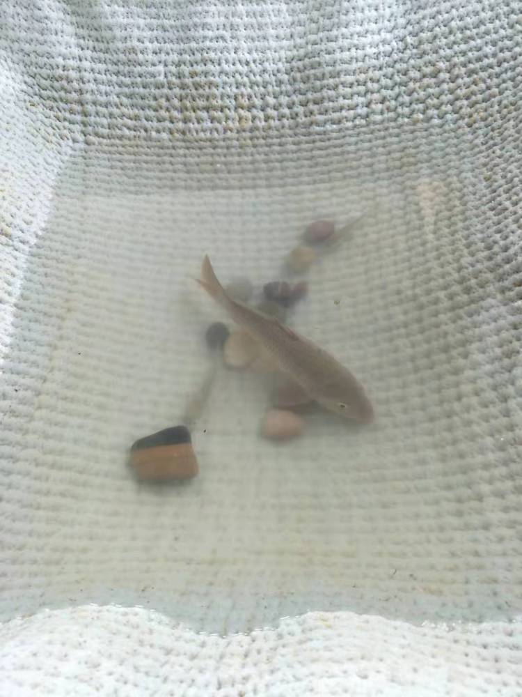 河道纳基膨润土防水毯 覆膜防水毯 GCL膨润土毯