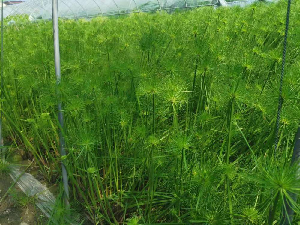 纸莎草水生植物纸莎草莎草佳颖园艺自产自销纸莎草价格