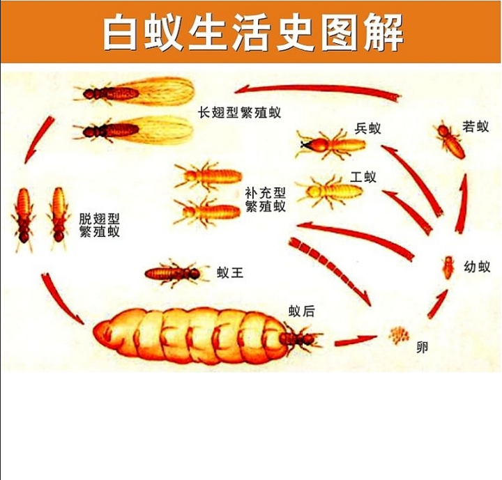 肇庆大旺高新区白蚁预防中心大旺工厂除四害抓老鼠蟑螂蚂蚁害虫企业