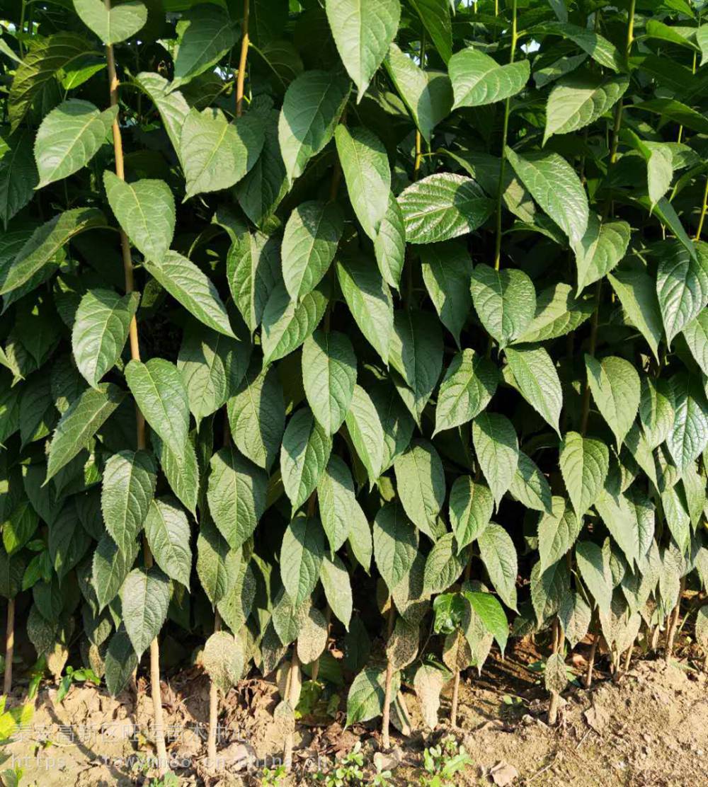 矮化杜仲苗品种怎样杜仲树苗果树苗果树苗木