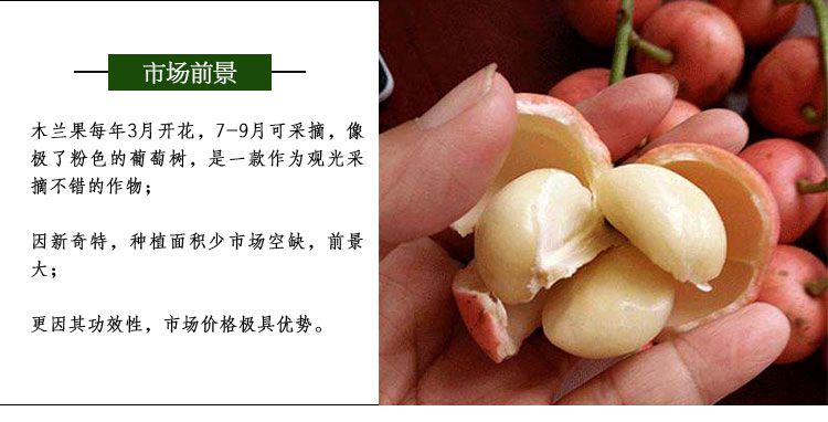 正规大公司果苗基地批发