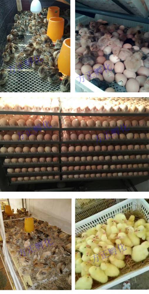 方正孵化器小鸡孵化器家禽孵化器孵化箱
