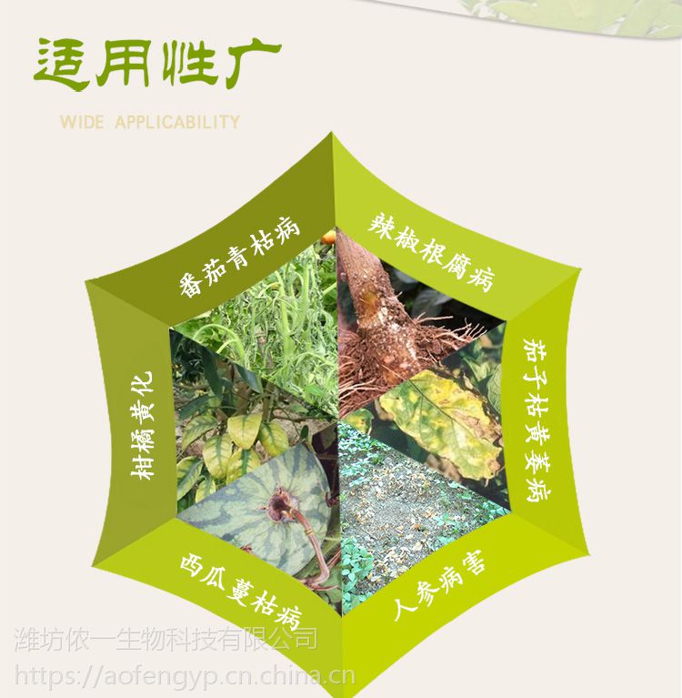 草莓苗期得了炭疽病怎么办生物农药青枯立克效果好500ml水剂