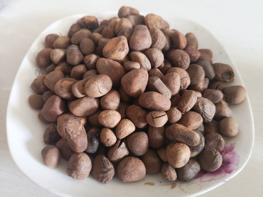 海南大风子仁海南大枫子的批发价格