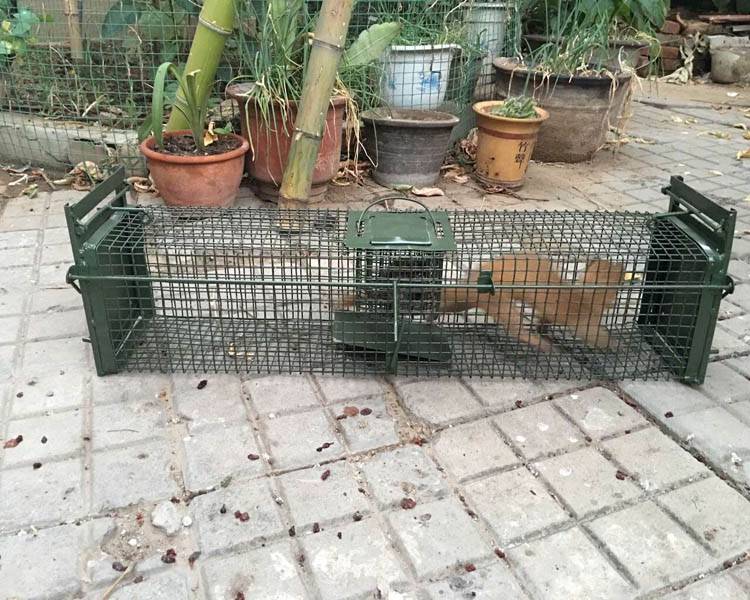 景隆2008黄鼠狼笼黄鼠狼捕捉器捕捉黄鼠狼的工具